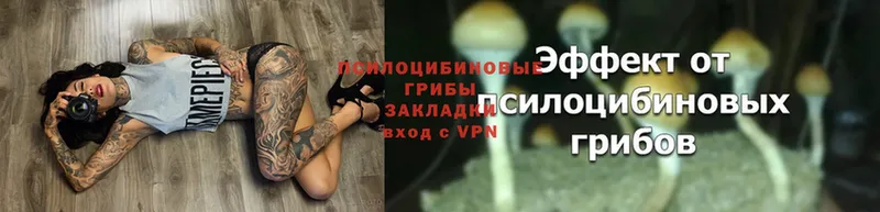 Галлюциногенные грибы Psilocybe  магазин продажи   Переславль-Залесский 